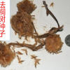 法桐種子 法桐樹種子當(dāng)年新采的 速生法國梧桐樹種子實(shí)體公司批發(fā)