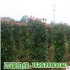 基地直銷紅葉石楠柱 供應(yīng)優(yōu)質(zhì)紅葉石楠綠化工程苗木量大從優(yōu)
