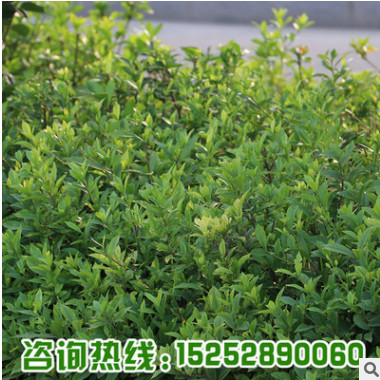 基地直銷(xiāo)盆栽花卉小葉梔子花苗 羅漢梔子花小苗 綠植花量大優(yōu)惠