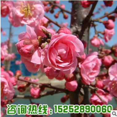 精品榆葉梅樹(shù)苗批發(fā)庭院盆栽花卉植物嫁接榆葉梅綠化苗木