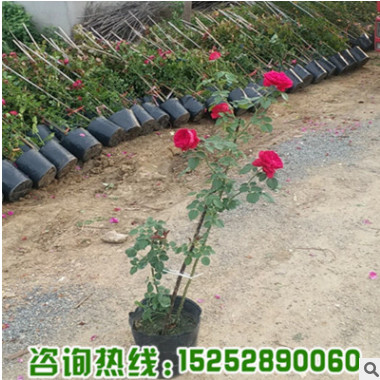 基地批發(fā)銷(xiāo)售歐洲月季花苗 紅龍 小女孩 供應(yīng)優(yōu)質(zhì)藤本月季苗量大