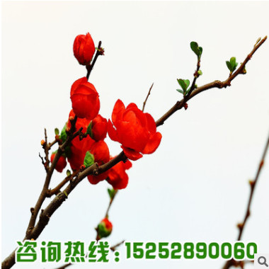 紅梅樹苗批發(fā)園林精品盆栽 工程綠化苗木紅梅花苗耐寒紅梅小苗