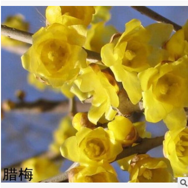 耐寒品種 嫁接桂花樹苗 桂花盆栽 地栽苗 四季桂 金桂丹桂沉香桂