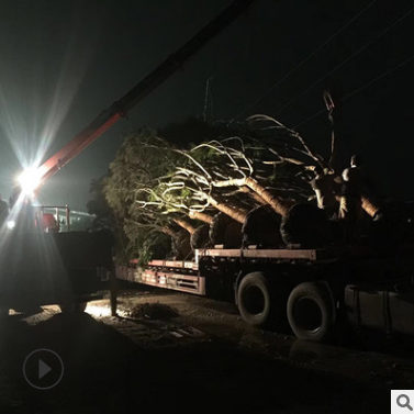 基地直銷供應藍花楹綠化工程成活率高 行道樹風景樹綠化樹苗批發