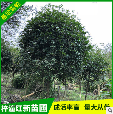 大量批發供應寶塔形八公分桂花 園林綠化苗木種子