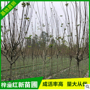 基地直銷2-4公分西府海棠 落葉性 綠化工程批發