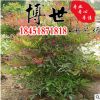 基地直銷紅天竹 南天竹 天竹 矢竹 易成活 規格齊全量大從優