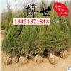 基地直銷蜀檜 塔柏 檜柏 造型蜀檜 規格齊全 量大從優易成活