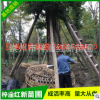 基地直銷供應小葉楨楠胸徑30-40 園林用途風景樹