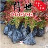 低價批發 南天竹南天竺苗 紅天竹 常綠灌木 規格齊全 量大從優