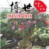 低價批發杜鵑花 比利時杜鵑 映山紅 規格齊全 觀賞花卉 室內盆栽