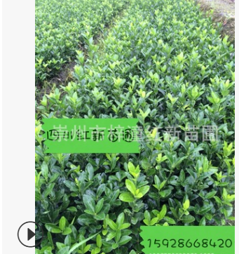 供應大葉黃楊小苗 量大從優 工程綠化苗木