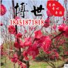 基地直銷 紅梅苗 耐寒耐凍觀賞花苗7-10公分 梅花樹苗 量大從優