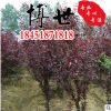 低價批發紫葉桃樹苗 紫葉碧桃小苗 園林綠化風景樹 規格齊全
