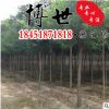 基地直銷千頭椿 千頭椿苗 易成活規格齊全 量大從優 綠化苗木