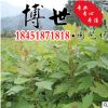 低價批發檫木 檫木苗 綠化工程苗木 易成活 規格齊全 量大從優