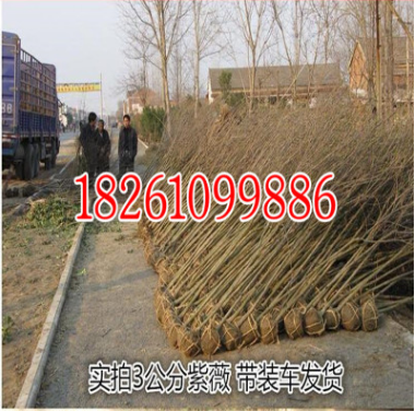 供應百日紅 紅花 紅火箭紫薇小苗/各種規(guī)格紫薇