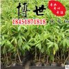 低價批發 奇楠沉香樹苗 名貴藥材苗 規格齊全 奇楠沉香 量大從優