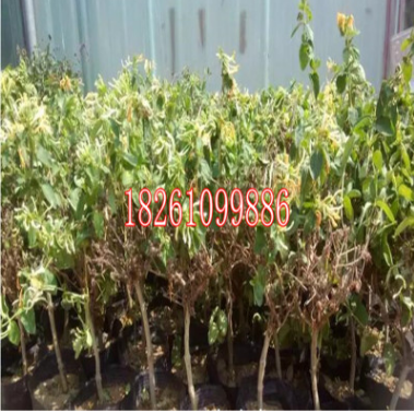基地批發(fā)金銀花苗 耐寒 黃色花紅色花 四季金銀花種苗當(dāng)年開花