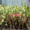 基地批發金銀花苗 耐寒 黃色花紅色花 四季金銀花種苗當年開花