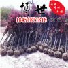 低價批發紅楓苗 綠化苗木 紅楓樹苗 紅顏楓 規格齊全量大從優