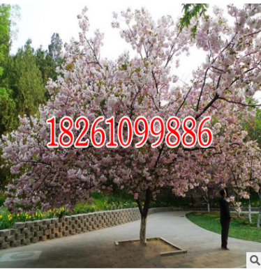 批發(fā) 櫻花 櫻花樹 櫻花苗白雪櫻 風(fēng)景樹種類 綠化樹苗 園林景觀