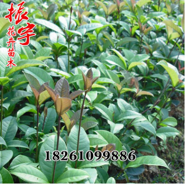 四季桂盆栽 四季開花桂花日香桂庭院行道植物 綠化苗木凈化工期