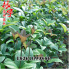 四季桂盆栽 四季開花桂花日香桂庭院行道植物 綠化苗木凈化工期