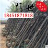 低價直銷櫸樹 櫸樹苗 櫸樹樹苗 規格齊全 量大從優 易成活