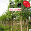 基地直銷樸樹 可移栽樸樹 規格齊全 源頭品質 樸樹小苗量大從優