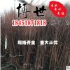 低價批發水杉 水杉樹 貨源充足 水杉苗 量大從優 供應綠化工程