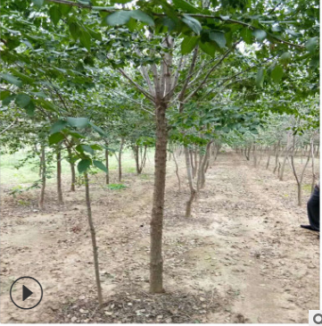 暴馬丁香基地暴馬丁香價格 質優價廉發貨快暴馬丁香