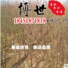 低價直銷榆葉梅 榆葉梅樹苗規(guī)格齊全 耐寒耐凍榆葉梅苗 量大從優(yōu)