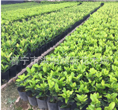 龍船花小苗 小區綠化工程苗木 袋苗 仙丹花苗