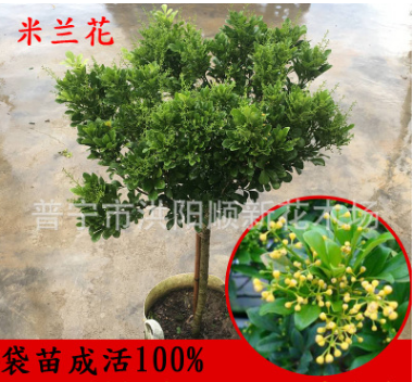 米蘭花苗 綠化工程袋苗 花卉盆栽 驅c綠植 四季常青芳香濃郁米蘭