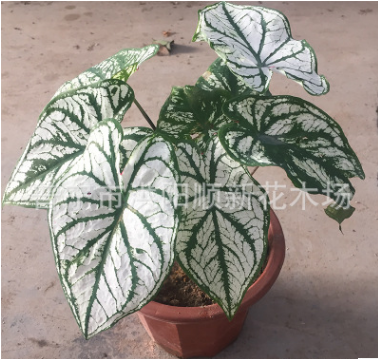 五彩芋盆栽 彩葉芋苗 室內觀葉花卉 凈化空氣辦公室小盆栽合歡芋