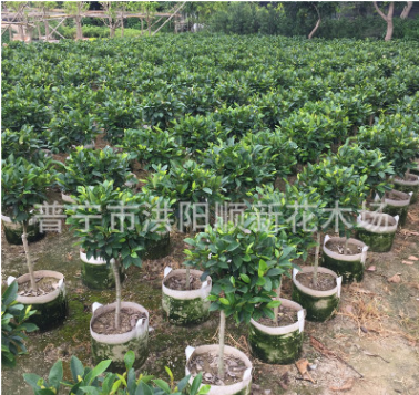 含笑球 樹苗 含笑花苗 精品高桿含笑球 芳香花卉 工程綠化袋苗木