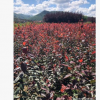 叢生紅葉李綠籬苗