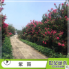 紫薇綠化苗 小葉紫薇 園林綠化 行道樹綠化 大紅花紫薇小苗