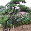 黑松樹苗批發工程綠化苗木造型松精品盆景 庭院觀賞綠植黑松苗