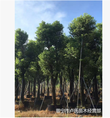 供應地苗袋苗骨架香樟樹木本地自家種植銷售園林綠化工程