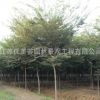 櫸樹樹苗批發工程綠化苗木紅櫸樹苗庭蔭街道防護樹 櫸樹小苗