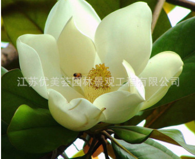 紫玉蘭樹苗批發庭院觀花植物黃玉蘭 白玉蘭花苗 園林盆景規格齊全