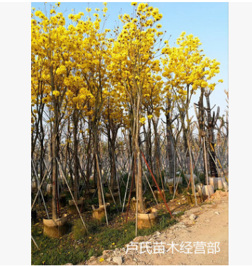 本場供用黃花風鈴木樹苗行道樹綠化鄉(xiāng)村綠化苗木