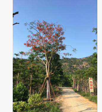 批發鳳凰木 自家苗 一手貨源
