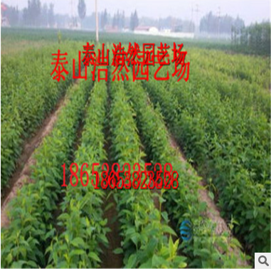 各種規格杜仲樹苗 杜仲樹苗