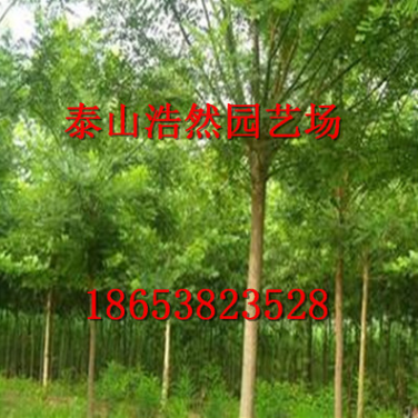 金葉國槐 國槐樹苗價格