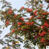 大紅袍花椒苗批發(fā)品種純正價低無刺花椒苗價格低高產(chǎn)九葉青花椒苗