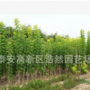 常年供應(yīng)金葉復(fù)葉槭 規(guī)格齊全行道樹復(fù)葉槭 嫁接復(fù)葉槭小苗