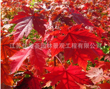 紅楓樹苗批發工程綠化苗木嫁接美國紅楓苗 秋火焰 園林觀葉植物
